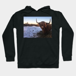 Scottish Highland Cattle Cow 2232 Hoodie